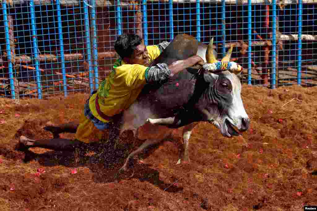 អ្នក​ភូមិ​ម្នាក់ព្យាយាម​ចាប់​សត្វ​គោ​មួយ​ក្បាលអំឡុង​ពិធី​បុណ្យ​ផ្សាំង​គោ​នៅជាយក្រុង Madurai ភាគខាងត្បូង​រដ្ឋឥណ្ឌា Tamil Nadu។