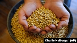 Justin Roth holds a handful of soybeans at the Brooklyn Elevator in Brooklyn, Iowa, on November 21, 2018. (Charlie Neibergall/AP)