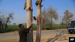 تصویر خبرگزاری آسوشیتدپرس از درختی در روستای تلمبه که گفته می‌شود جسد فرد مقتول از آن آویزان شده بود. یک مامور پلیس در حال نمونه برداری از خون روی درخت است.