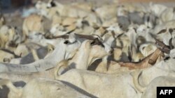Ari Soomaali (Somali Goats)
