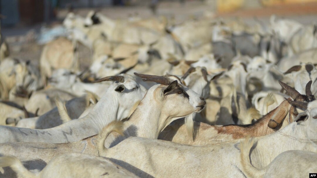 Ari Soomaali (Somali Goats)