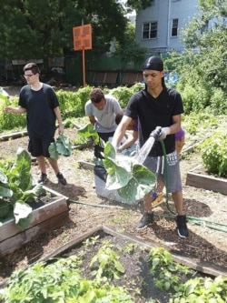 This photo provided by Raymond Figueroa, Jr. shows members of the community-based Alternatives-to-Incarceration (ATI) initiative at the Brook Park Youth Farm who are involved in growing food as well as the peppers for "The Bronx Hot Sauce." (Raymond Figue