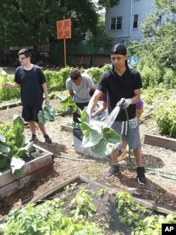 This photo provided by Raymond Figueroa, Jr. shows members of the community-based Alternatives-to-Incarceration (ATI) initiative at the Brook Park Youth Farm who are involved in growing food as well as the peppers for "The Bronx Hot Sauce." (Raymond Figue