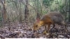 Rare Animal Photographed for First Time in Vietnam