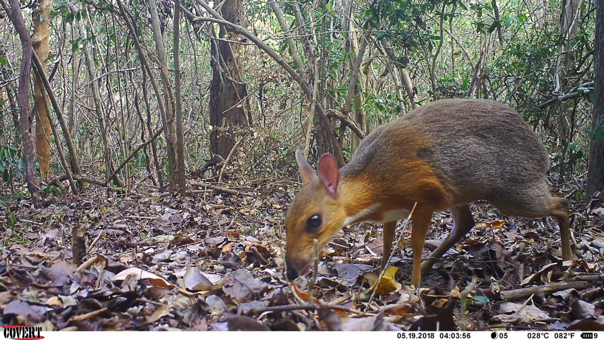 Rare Animal Photographed for First Time in Vietnam Rare Animal Photographed for First Time in Vietnam