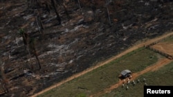 FILE - Cows graze on deforested Amazon rainforest next to another tract recently cleared and burned near the city of Novo Progresso, Brazil, in 2013. 