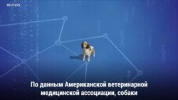 Собачий грипп