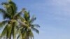 Nha Trang, và cơn gió biển California