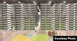 AeroFarmsFarmInteriorGrowingRoom - At 70,000 square feet, AeroFarms global headquarters in Newark can harvest up to two million pounds of leafy greens per year, May 20, 2016. (Courtesy: AeroFarms)