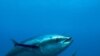 So Long Sushi, US Sides With Bluefin Tuna