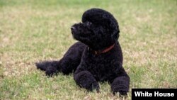 Sunny, the new Obama family dog, on the South Lawn of the White House, Aug. 19, 2013. (Official White House Photo by Pete Souza)