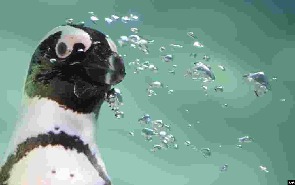 Seekor penguin terlihat pada hari pembukaan area baru yang diperuntukkan bagi mereka di biopark Roma, Italia.