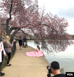 A girl celebrating her 15th birthday, or "Quinceanera" in Spanish, takes pictures along the Tidal Basin during the "peak bloom" of Washington's cherry blossoms.