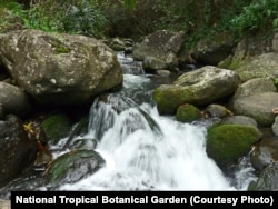 Limahuli Stream is one of the few pristine waterways left in the Hawaiian Islands.