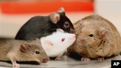 Oak Ridge National Laboratory shows four different breeds of lab mice that are being crossbred into a new large population of mice intended to mimic genetic diversity, at the Oak Ridge National Laboratory in Oak Ridge, Tennesse, Feb. 2007.