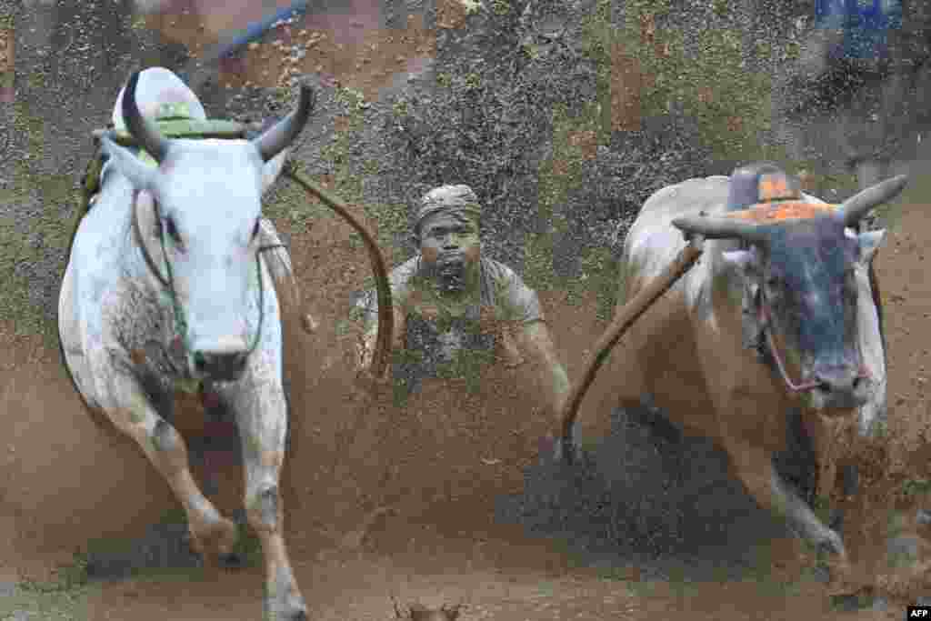 An Indonesian jockey rides a cart pulled by two bulls during a traditional sport bull race locally called &quot;pacu jawi&quot; in Pariangan of Tanah Datar regency in West Sumatra, Dec.1, 2018.