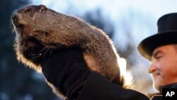 Groundhog Club co-handler John Griffiths holds Punxsutawney Phil during the annual celebration of Groundhog Day on Gobbler's Knob in Punxsutawney, Pa., Feb. 2, 2016. The handlers say the furry rodent has failed to see his shadow, meaning he's "predicted" 