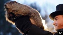 La marmota Punxsutawney Phil durante la celebración anual del Groundhog Day en Gobbler's Knob en Punxsutawney, Pennsylvania, el 2 de febrero de 2016, predijo la anticipación de la primavera.
