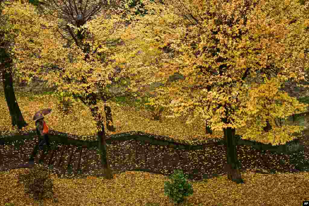 A pedestrian walks down steps through a row of trees during a rainy autumn day, in Pamplona, northern Spain.