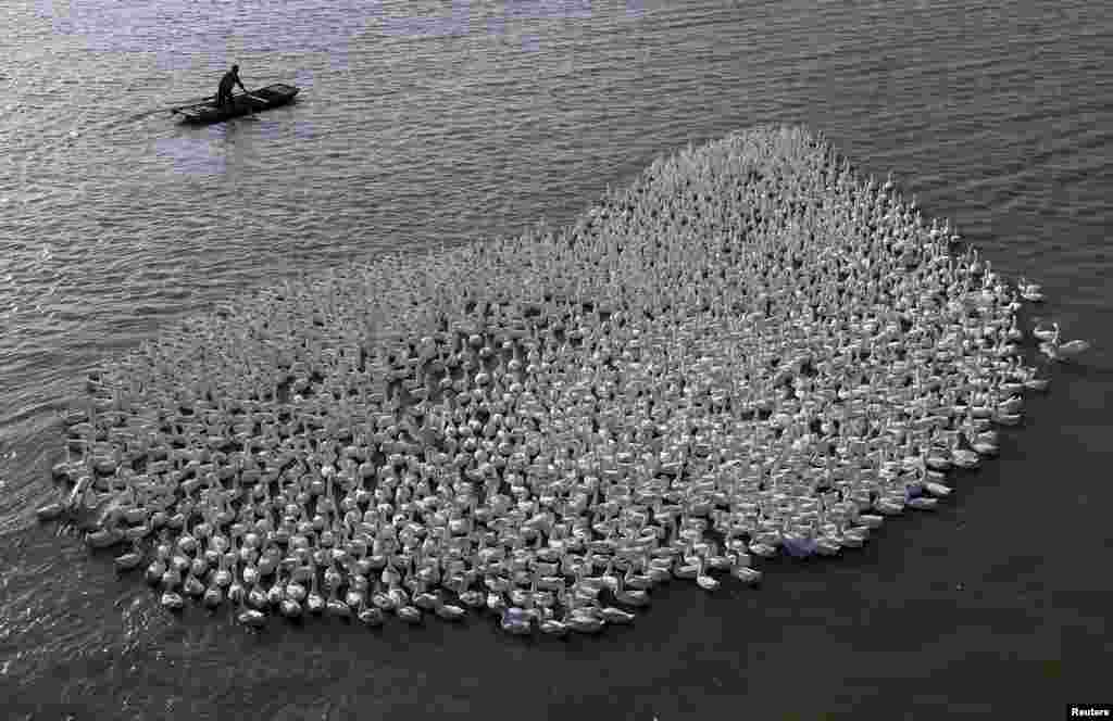 A farmer paddles his boat as he herds a flock of geese on a wetland area in Jinhu county, Jiangsu province, China, Oct.10, 2015.