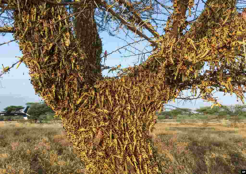 Ribuan belalang berkerumun di sebuah pohon di selatan kota Lodwar di daerah Turkana, Kenya utara.