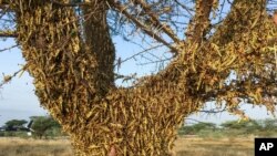 Locusts swarm on a tree south of Lodwar town in Turkana county, northern Kenya, June 23, 2020.