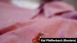 Foto close up yang memperlihatkan logo pemain polo dari perancang busana asal AS, Ralph Lauren, yang dijahitkan pada selambar kaos di toko busana di Frankfurt, Jerman, 15 Maret 2016 (foto: Reuters/Kai Pfaffenbach)