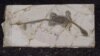 Dinosaurs Tracks Saved from Australian Floods