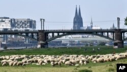 A flock of sheep graze at the river Rhine near the Cathedral in Cologne, Germany, April 27, 2020.