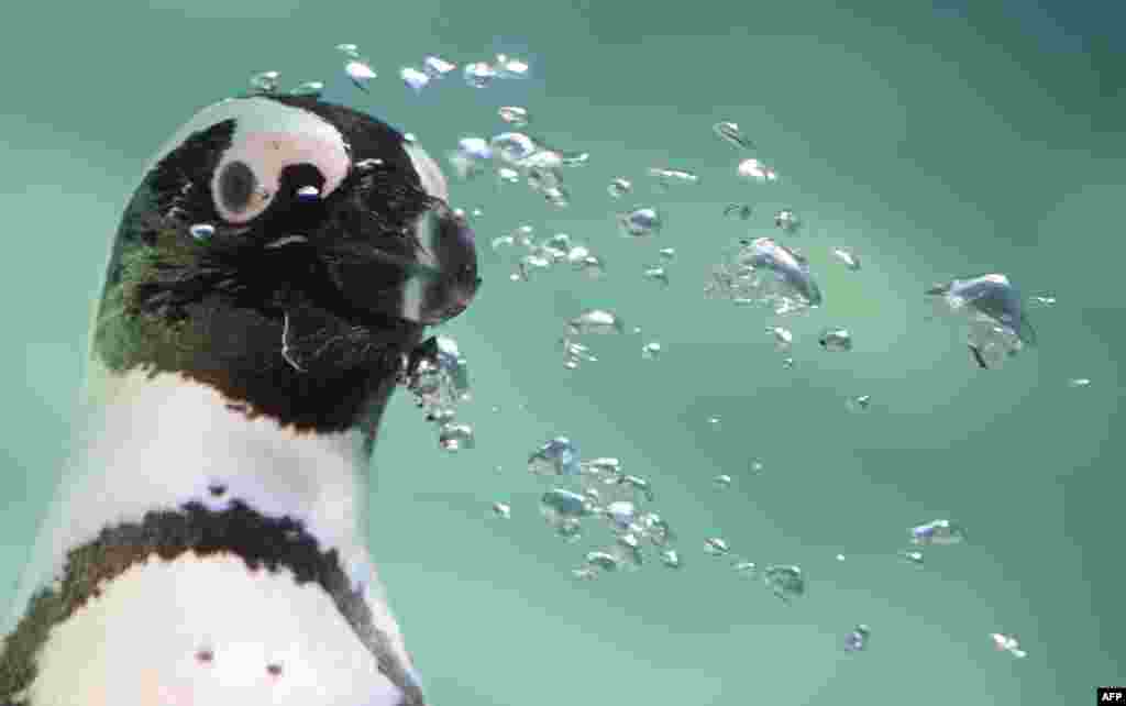 A penguin is seen on the opening day of a new area reserved for them at bioparco in Rome, Italy.