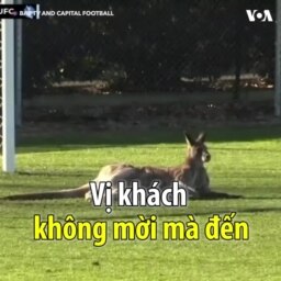 Vị khách không mời mà đến