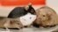 Oak Ridge National Laboratory shows four different breeds of lab mice that are being crossbred into a new large population of mice intended to mimic the genetic diversity of the human population for advanced studies that could lead to treatments for peopl