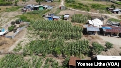 Pemanfaatan lahan di sekitar bangunan hunian sementara (huntara) untuk tanaman jagung dan pepaya di pemukiman Huntara Desa Lolu, Sigi, Sulawesi Tengah, 30 Juli 2019. (Foto: VOA/Yoanes Litha)