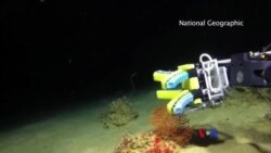 ငြင်သာတဲ့ စက်ရုပ်လက်