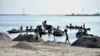 Laborers extract sand from the riverbed of the Beki River in the district of Barpeta of the northern Indian state of Assam on November 4, 2019. 