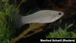 The Amazon molly, an all-female species that engages in asexual reproduction, appears in a handout photo taken in a laboratory at the University of Wurzburg in Germany, provided Feb. 12, 2018. 