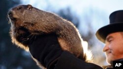 Groundhog atau marmut bernama 'Punxsutawney Phil' melihat bayangannya sendiri dalam acara "prakiraan cuaca" tradisional tahunan di Punxsutawney, Pennsylvania, Kamis (2/2). 