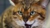 Gatos depredadores de vida silvestre