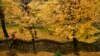 A pedestrian walks down steps through a row of trees during a rainy autumn day, in Pamplona, northern Spain.