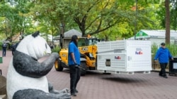 Dua panda raksasa yang dikirim dari Pusat Penangkaran Panda Chengdu, China tiba di Kebun Binatang Nasional Smithsonian di Washington, DC, AS, Selasa 15 Oktober 2024.