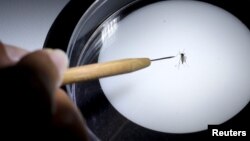 El virus del Zika es transmitido por el zancudo Aedes aegypti.