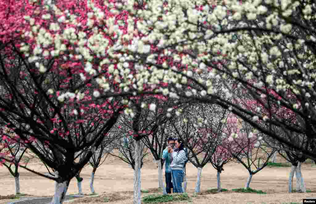 درخت های آلوی چینی&zwnj; در دانشگاهی در استان جیانگسو در چین.&nbsp;