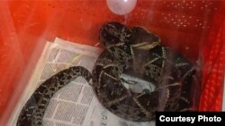 El ganador de un concurso de cacería de pitones birmanas en la Florida capturó hasta 20 ejemplares
