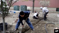 Trabajadores centroamericanos laboran en la Faulkner's Landscaping & Nursery de Manchester, estado de New Hampshire como parte del programa de visado H-2B. [Foto de archivo]