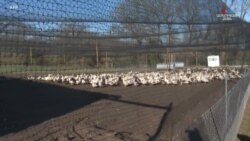 Ducks.mp4«Դժվար ժամանակ է». ֆրանսիական Լանդ շրջանում, որը հայտնի է «ֆուա-գրա»-ի արտադրությամբ