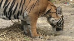 Երեքշաբթի օրը Սինգապուրի վայրի բնության զբոսայգիներում գտնվող վագրերը տոնին ընդառաջ 