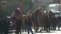 Արևմտյան Թուրքիայում անցկացվող ուղտերի ըմբշամարտի ավանդական փառատոնը