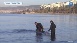 Atina Kıyılarında Yaralı Balina 