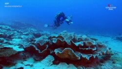 Լուսանկարիչ Ալեքսիս Ռոզենֆելդի կողմից նկարահանված կադրերը ցույց են տալիս