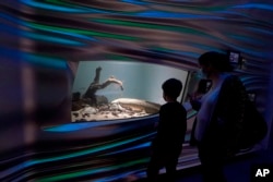 Pengunjung melihat Methuselah, ikan lungfish Australia di akuarium museum di San Francisco, Senin, 24 Januari 2022. (AP Photo/ Jeff Chiu)